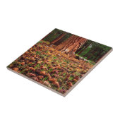 Oude kweek Ponderosa-boom met dennenaaltjes Tegeltje (Zijkant)