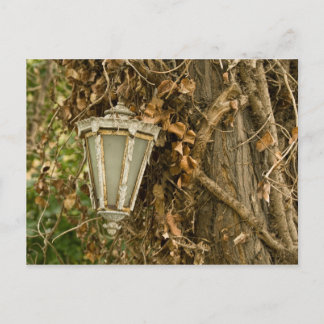 Oude lamp die in de boom hangt briefkaart
