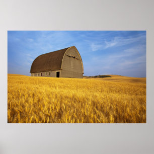 Oude landelijke schuur in rijp tarweveld in de 2 poster