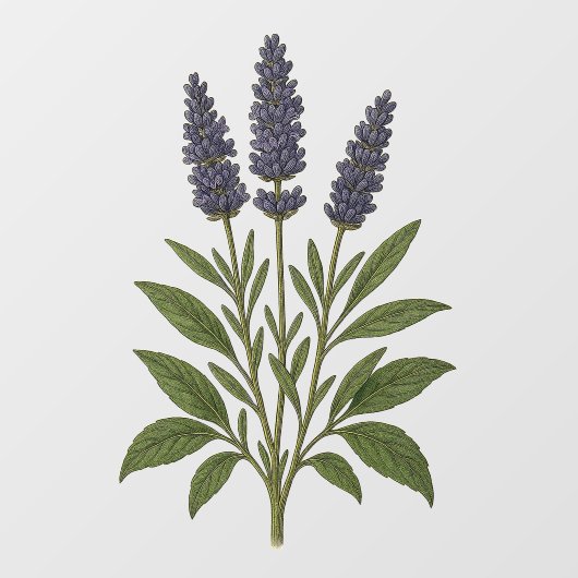 Oude lavendel raamsticker (Vel)