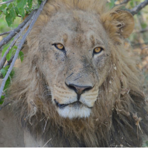 Oude leeuw aan het rondhangen. trucker pet