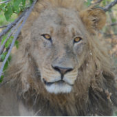 Oude leeuw aan het rondhangen. trucker pet