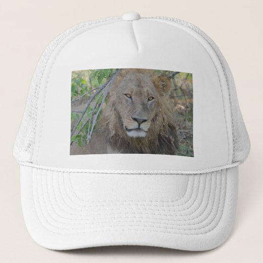 Oude leeuw aan het rondhangen. trucker pet (Voorkant)