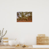 Oude Levende Eik, Cadillac Square, Dauphin Island Poster (Keuken)