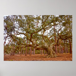 Oude Levende Eik, Cadillac Square, Dauphin Island Poster