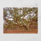 Oude levende eik in Cadillac Square Briefkaart (Voorkant)