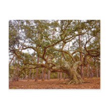 Oude levende eik in Cadillac Square