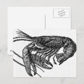 Oude lobstertekening briefkaart (Voorkant / Achterkant)