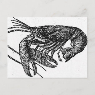 Oude lobstertekening briefkaart
