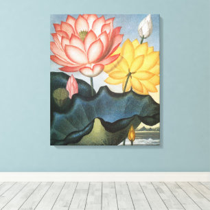 Oude Lotusbloemen, De Heilige Egyptische Boon Canvas Afdruk