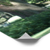 OUDE LOUISIANA OAK TREE POSTER (Hoek)