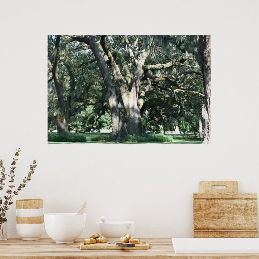 OUDE LOUISIANA OAK TREE POSTER (Keuken)
