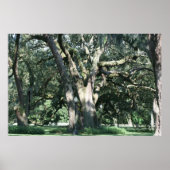 OUDE LOUISIANA OAK TREE POSTER (Voorkant)