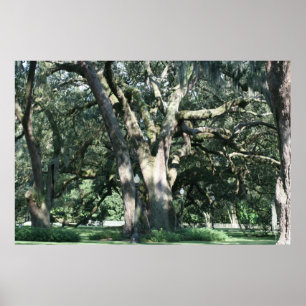 OUDE LOUISIANA OAK TREE POSTER