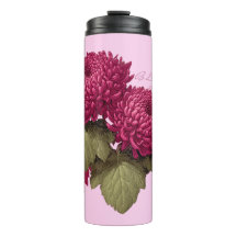 Oude Magenta Chrysanthemum Bloei
