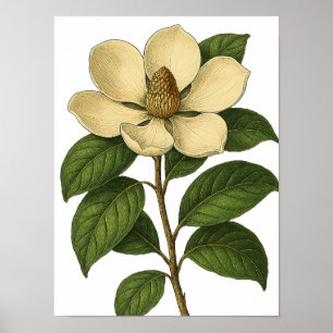 Oude Magnolia Poster