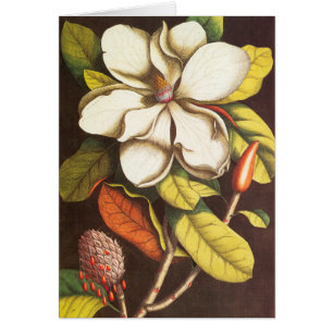 Oude magnoliabloemen plant met zaden