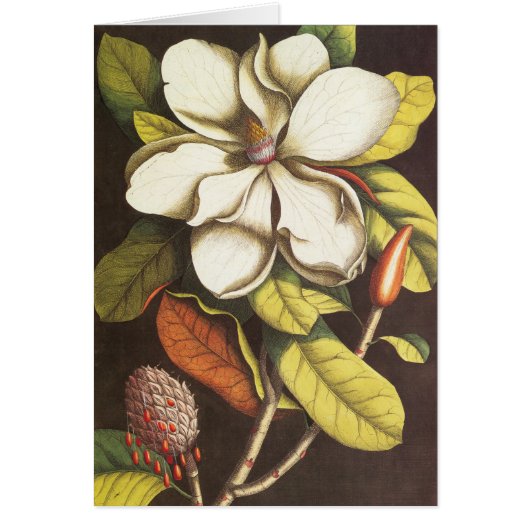 Oude magnoliabloemen plant met zaden (Voorkant)