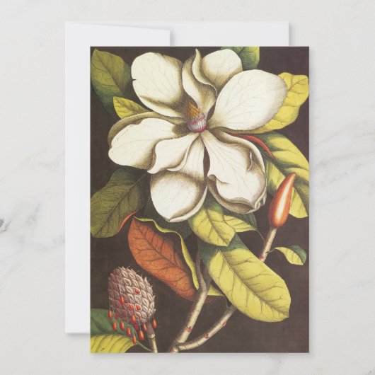 Oude magnoliabloemen plant met zaden (Voorkant)