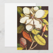 Oude magnoliabloemen plant met zaden (Voorkant / Achterkant)