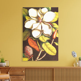Oude magnoliabloemen plant met zaden canvas afdruk