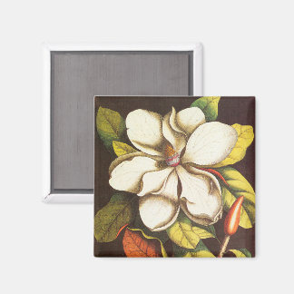 Oude magnoliabloemen plant met zaden magneet