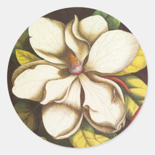 Oude magnoliabloemen plant met zaden ronde sticker