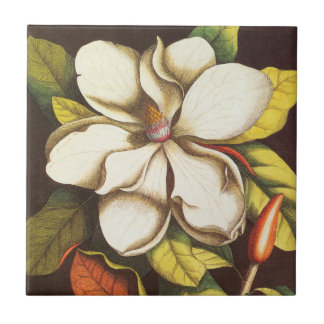 Oude magnoliabloemen plant met zaden tegeltje