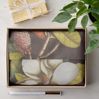 Oude magnoliabloemen plant met zaden tissuepapier
