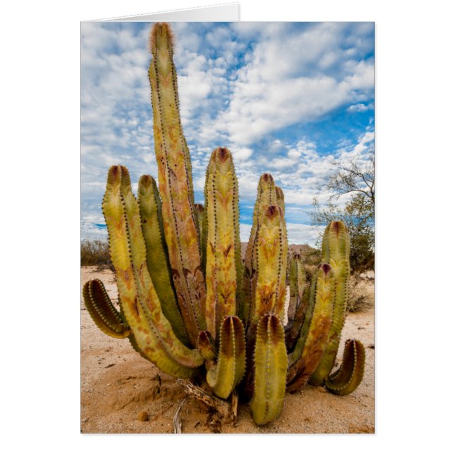 Oude Man Cactus portret, Mexico (Voorkant)