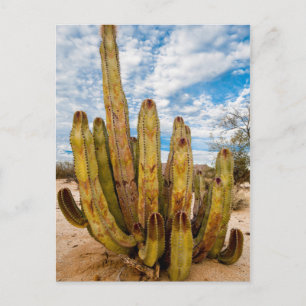 Oude Man Cactus portret, Mexico Briefkaart