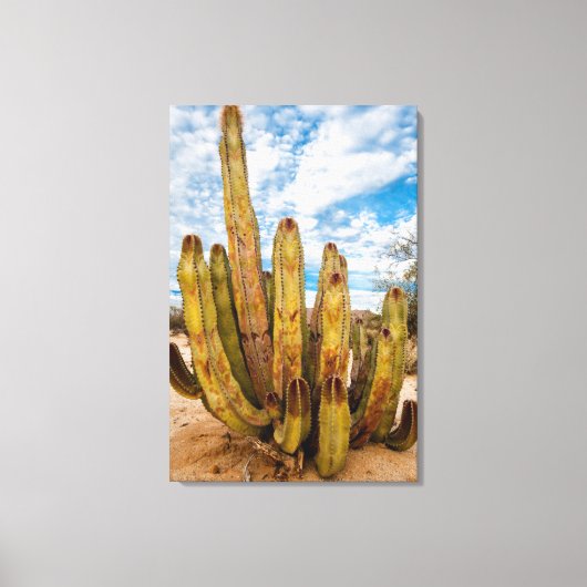 Oude Man Cactus portret, Mexico Canvas Afdruk (Voorkant)
