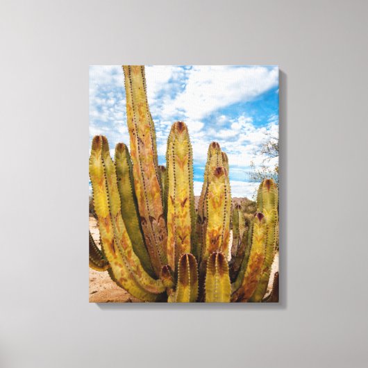 Oude Man Cactus portret, Mexico Canvas Afdruk (Voorkant)