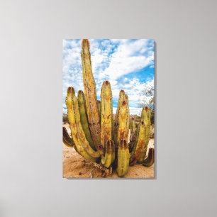 Oude Man Cactus portret, Mexico Canvas Afdruk