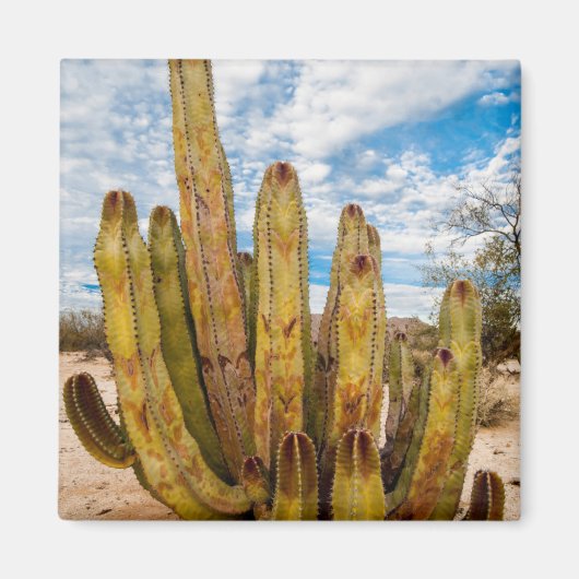 Oude Man Cactus portret, Mexico Magneet (Voorkant)