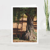 Oude Metalen Ladder tegen Olijfboom Kaart (Voorkant)