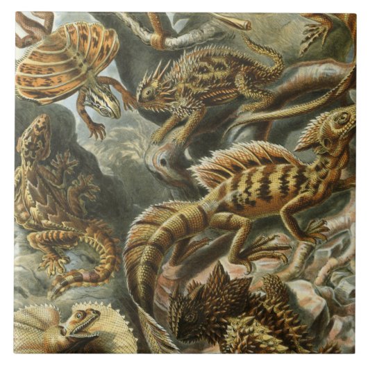 Oude mode-illustratie van Ernst Haeckel Lacertilia Tegeltje (Voorkant)