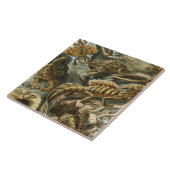 Oude mode-illustratie van Ernst Haeckel Lacertilia Tegeltje (Zijkant)