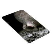 oude muntkunst magneet (Rechterzijde)