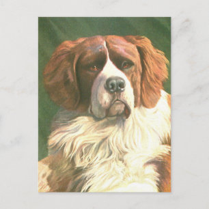 Oude Newfoundlander hond Briefkaart