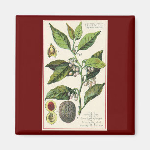 Oude nootmuskaatplant fruit zaden, eetbare kruiden magneet