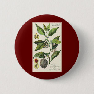 Oude nootmuskaatplant fruit zaden, eetbare kruiden ronde button 5,7 cm