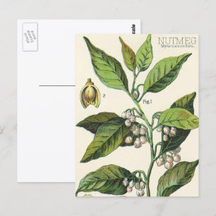 Oude nootmuskaatplant fruit zaden, voedsel kruiden briefkaart