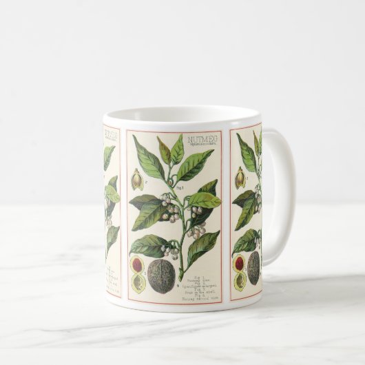 Oude nootmuskaatplant fruit zaden, voedsel kruiden koffiemok (Voorkant rechts)