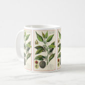 Oude nootmuskaatplant fruit zaden, voedsel kruiden koffiemok (Voorkant links)