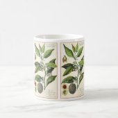 Oude nootmuskaatplant fruit zaden, voedsel kruiden koffiemok (Center)