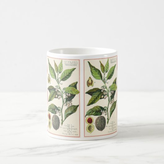 Oude nootmuskaatplant fruit zaden, voedsel kruiden koffiemok (Center)