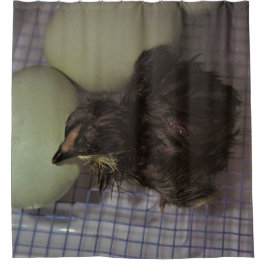 Oude notulen douchegordijn