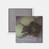 Oude notulen magneet (Voorkant / Achterkant)