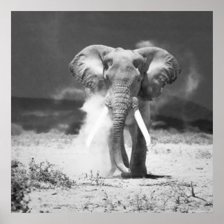 Oude olifant poster